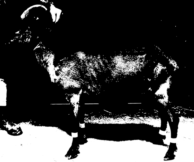 Ziege im Profil. Verändert - Opening (auf Otsu)