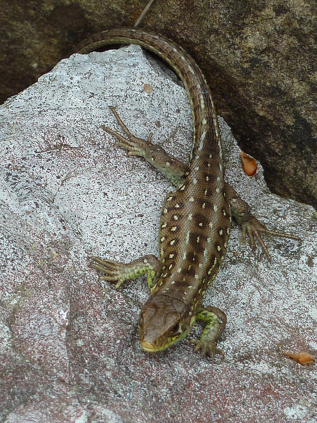 Zauneidechse Weibchen