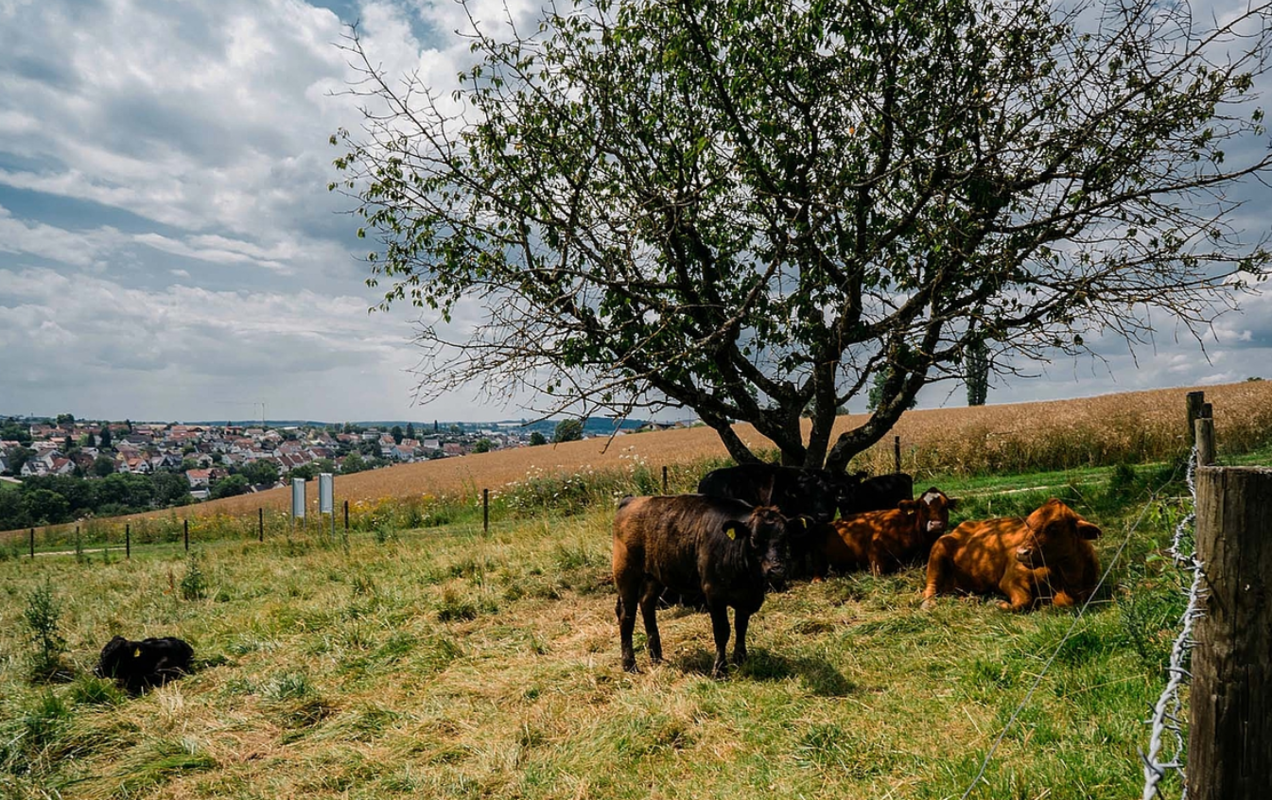 mehrere Rinder auf einer umzäunten Weide mit Baum