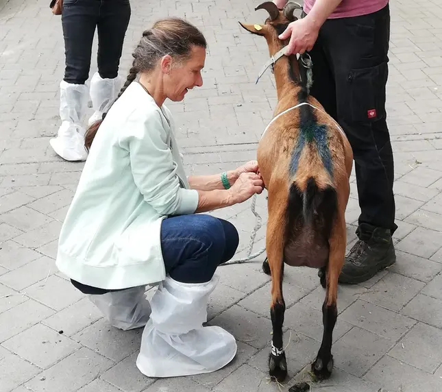 Foto einer Bunten Deutschen  Edelziege, die von einer Expertin vermessen wird.