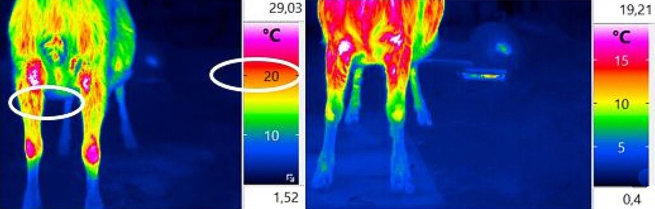 zwei Bilder eine Thermokamera, die im Vergleich zwei Ziegen zeigen