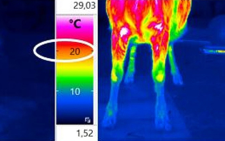 zwei Bilder eine Thermokamera, die im Vergleich zwei Ziegen zeigen