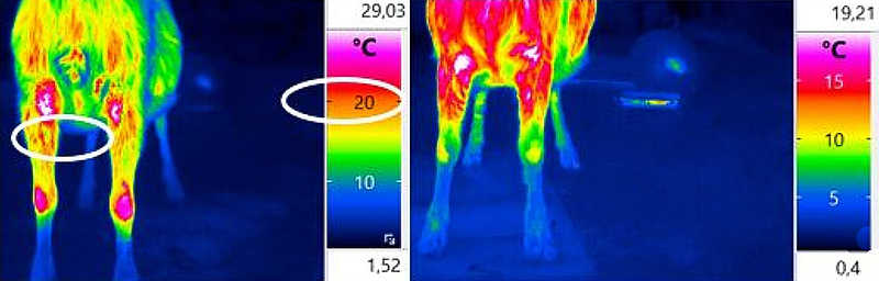 zwei Bilder eine Thermokamera, die im Vergleich zwei Ziegen zeigen