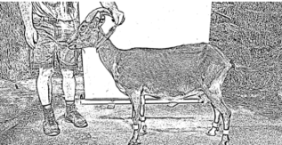 Ziege im Profil. Bearbeitet mit Adaptive Threshold.