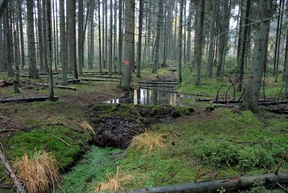 Moorlandschaft im Wald 