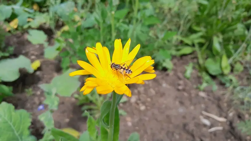 eine Schwebfliege sitzend auf einer Ringelblumenblüte 