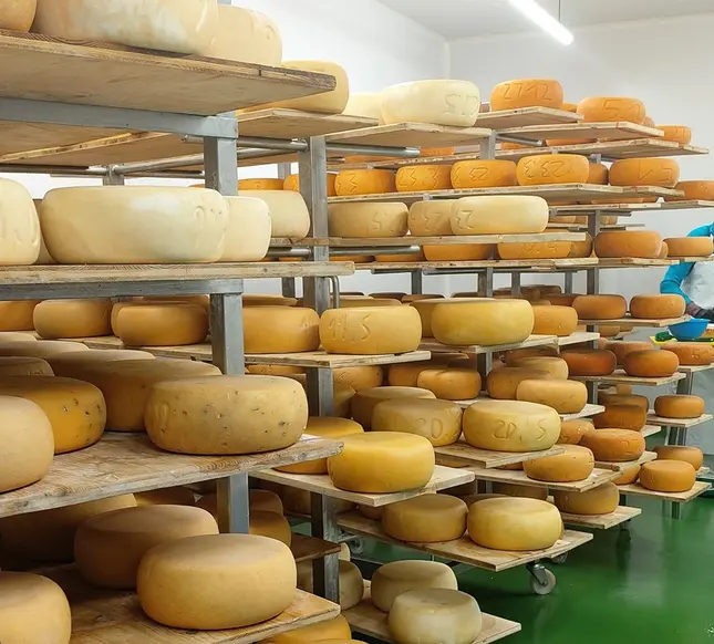 Foto mehrerer Laiber Ziegenkäse.