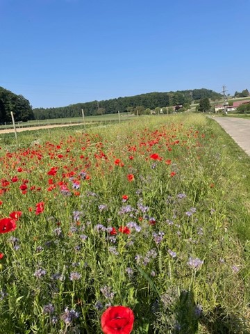 Wiesenstreifen mit blühenden Blumen