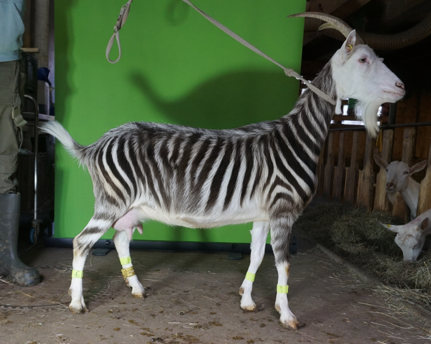 Ziege in Stall mit Zebrafellmuster. Das Bild wurde mit Künstlicher Intelligenz generiert.@ generated using Firefly Image 5 by Adobe. Abgebildetes Tier existiert nicht in Realität.
