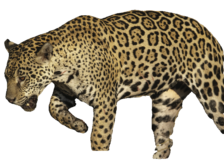 Bild eines Jaguars im Profil. Vom Hintergrund ausgeschnitten.