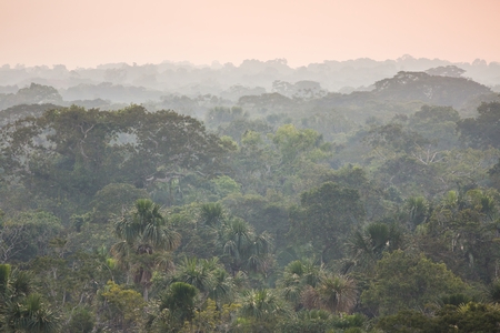 Regenwald in Ecuador (Foto: D. Almeida.Streitwieser)