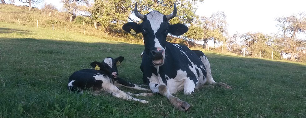 Milchkuh mit kleinem Kalb auf der Weide liegend