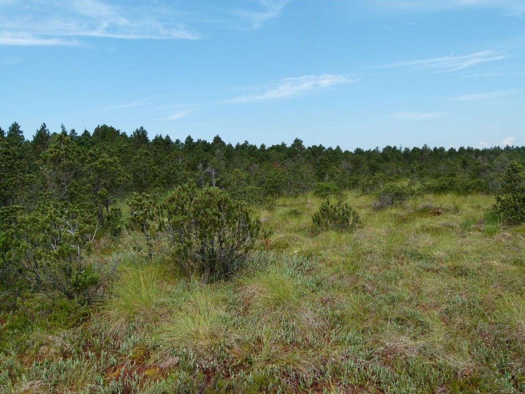 Moorlandschaft im Hintergrund bewaldet 