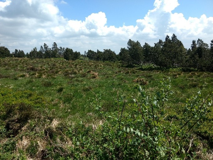 Institut Für Landschaft Und Umwelt Ilu Hfwu - 