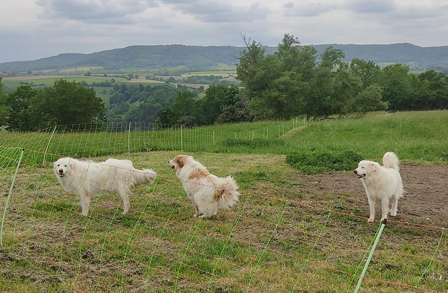 Titelbild des Herdenschutztages das drei weißen Hunden die auf einer grünen Wiese stehen zeigt